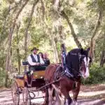 central florida wedding horse carriage service