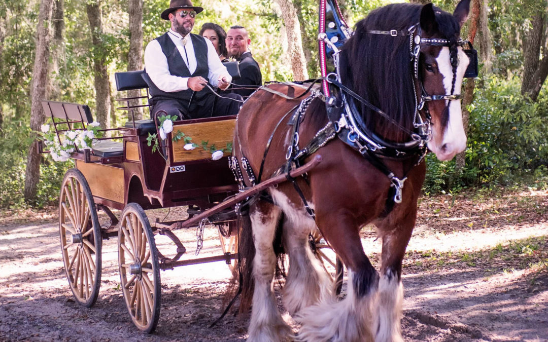 Central Florida Clydesdale Carriage Rentals