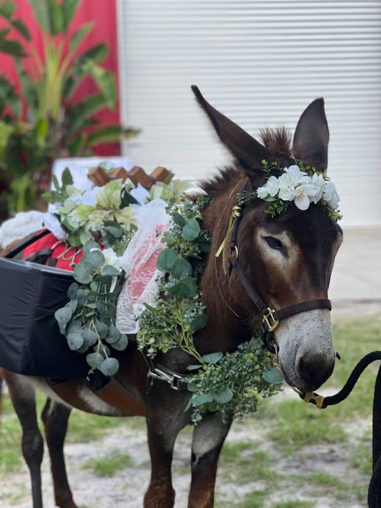 Orlando Beer Burro and Beer Donkey - Horse Power Events